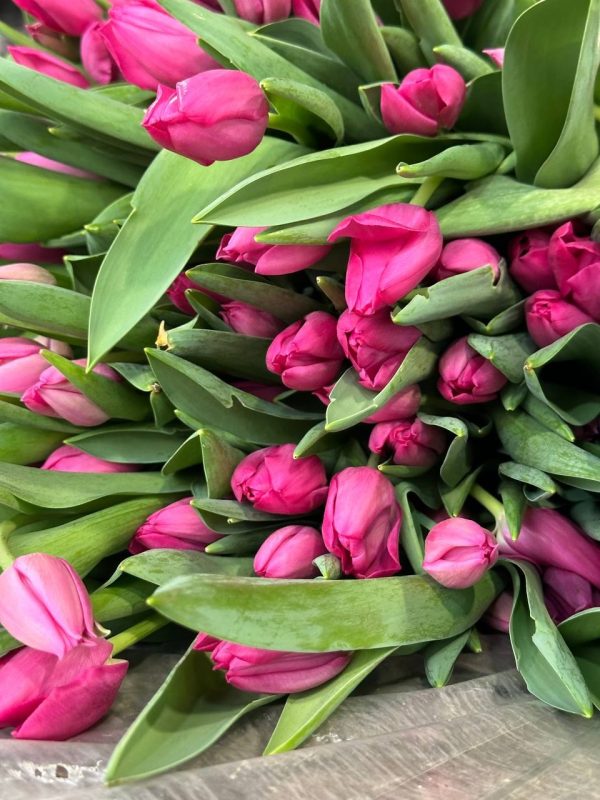 Тюльпан срезка март 2026_20