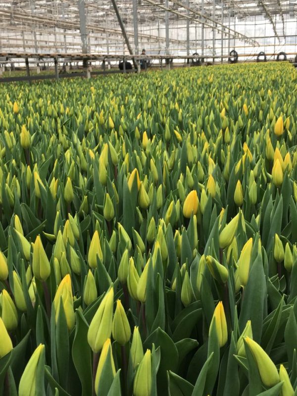 tulpany-optom-moskva-03